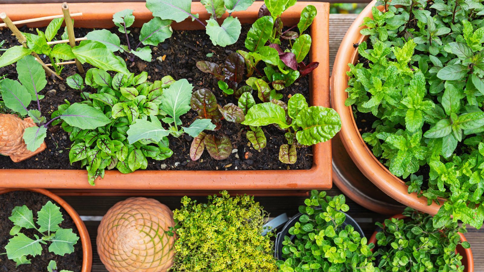 This Genius Self-Watering Tomato Planter Keeps My Plants Hydrated in Summer Heat – With Very Little Effort
