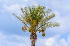 Tall Single Palm Tree