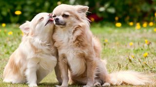 One Chihuahua licking another