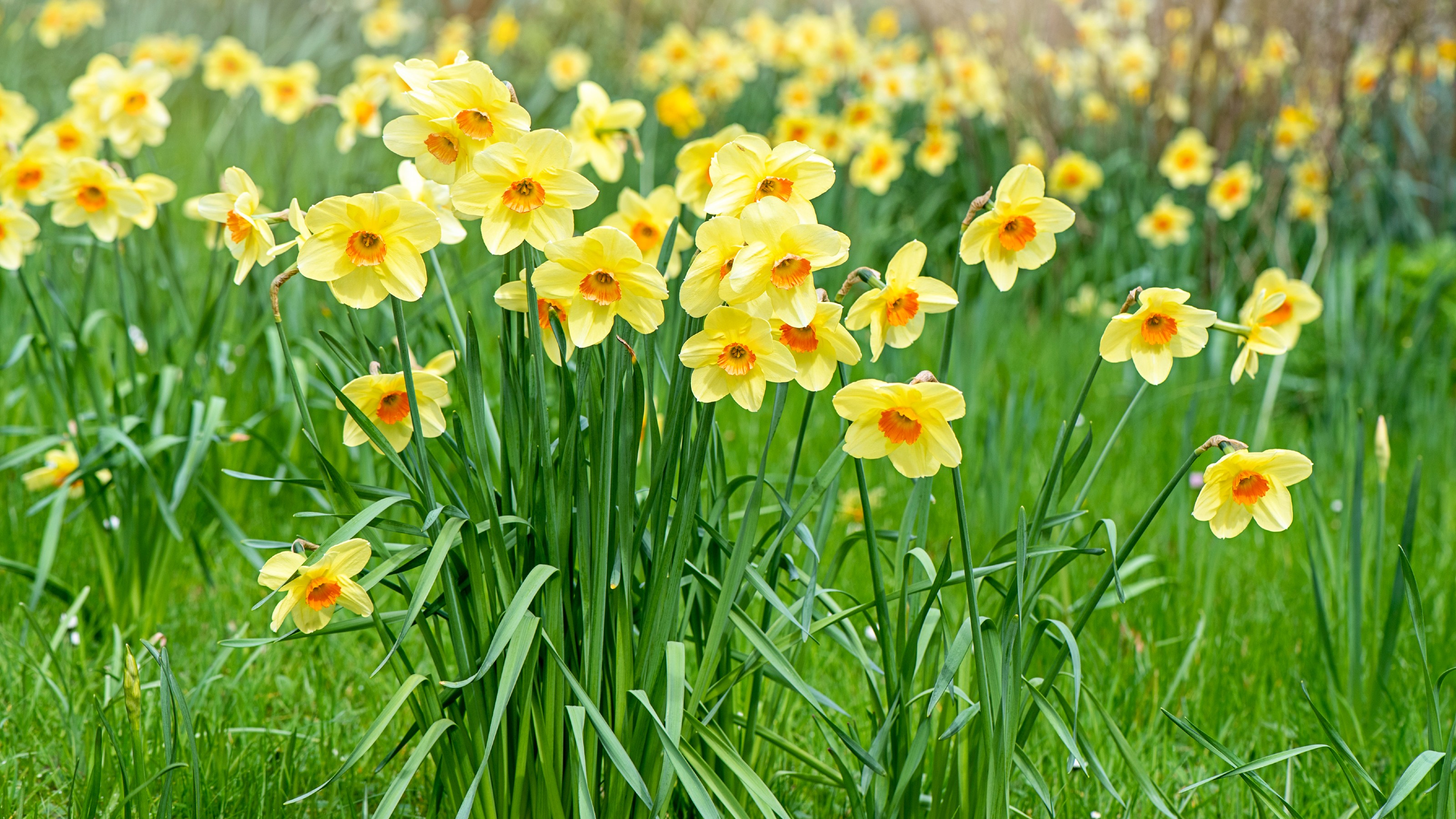 When to plant daffodil bulbs there's still time Ideal Home