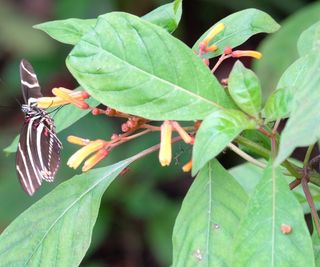 Firebush plant with green foliage and black butterfly