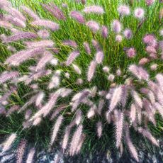 pale purple ornamental grass with large feather heads