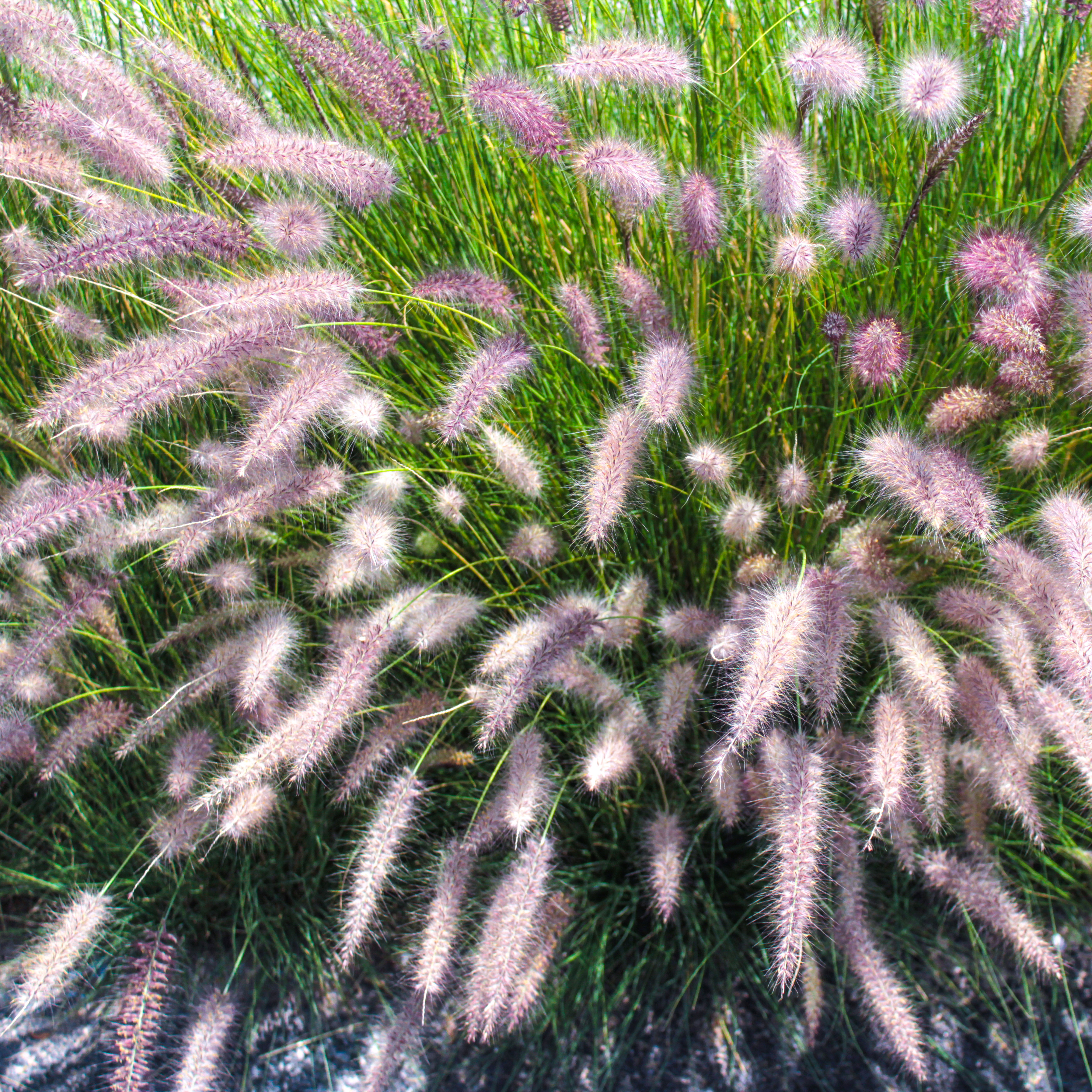 pale purple ornamental grass with large feather heads