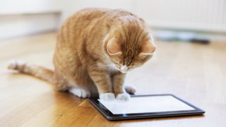 Cat playing on tablet