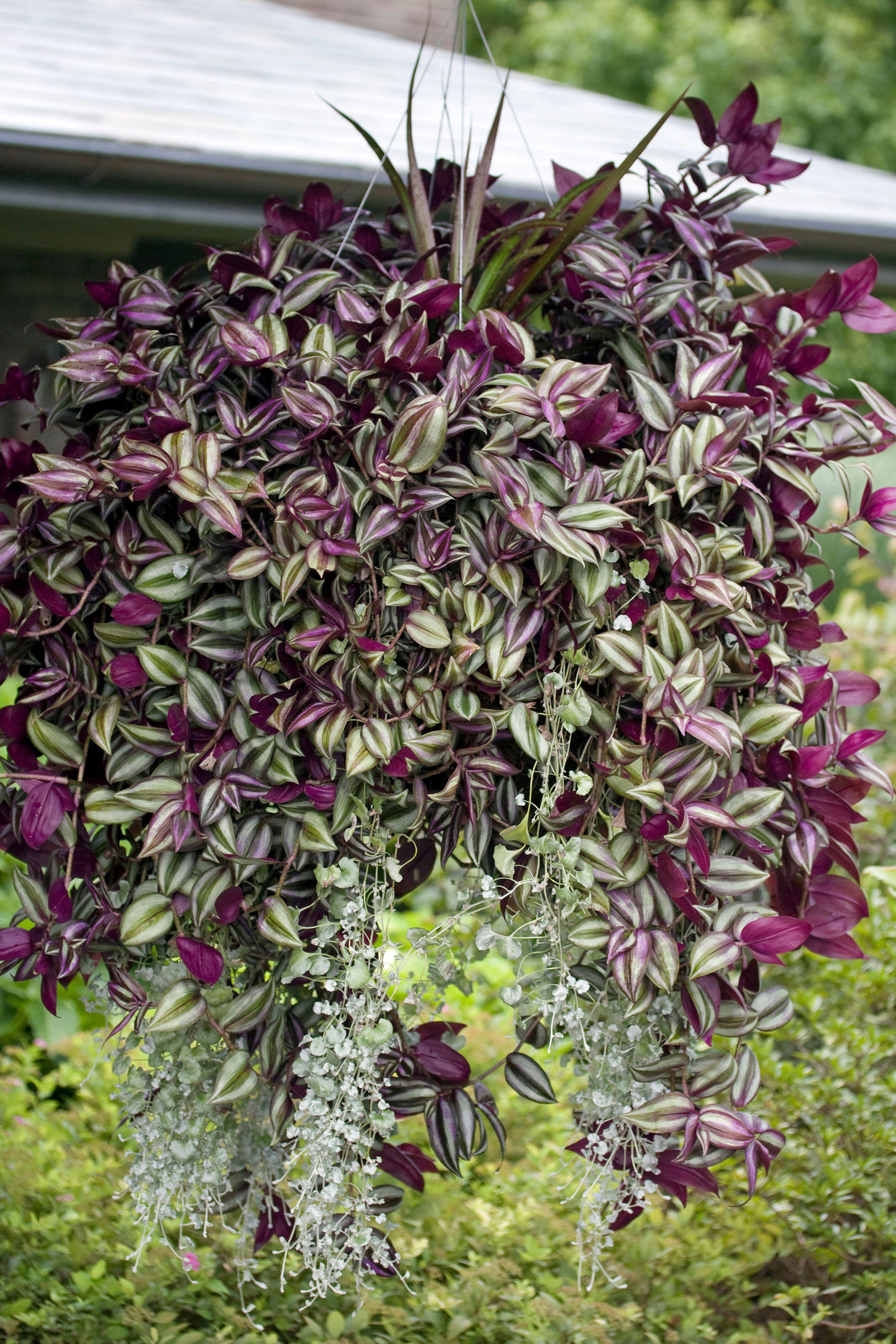 Tradescantia zebrina in hanging basket