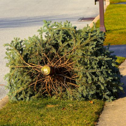 christmas tree on curb