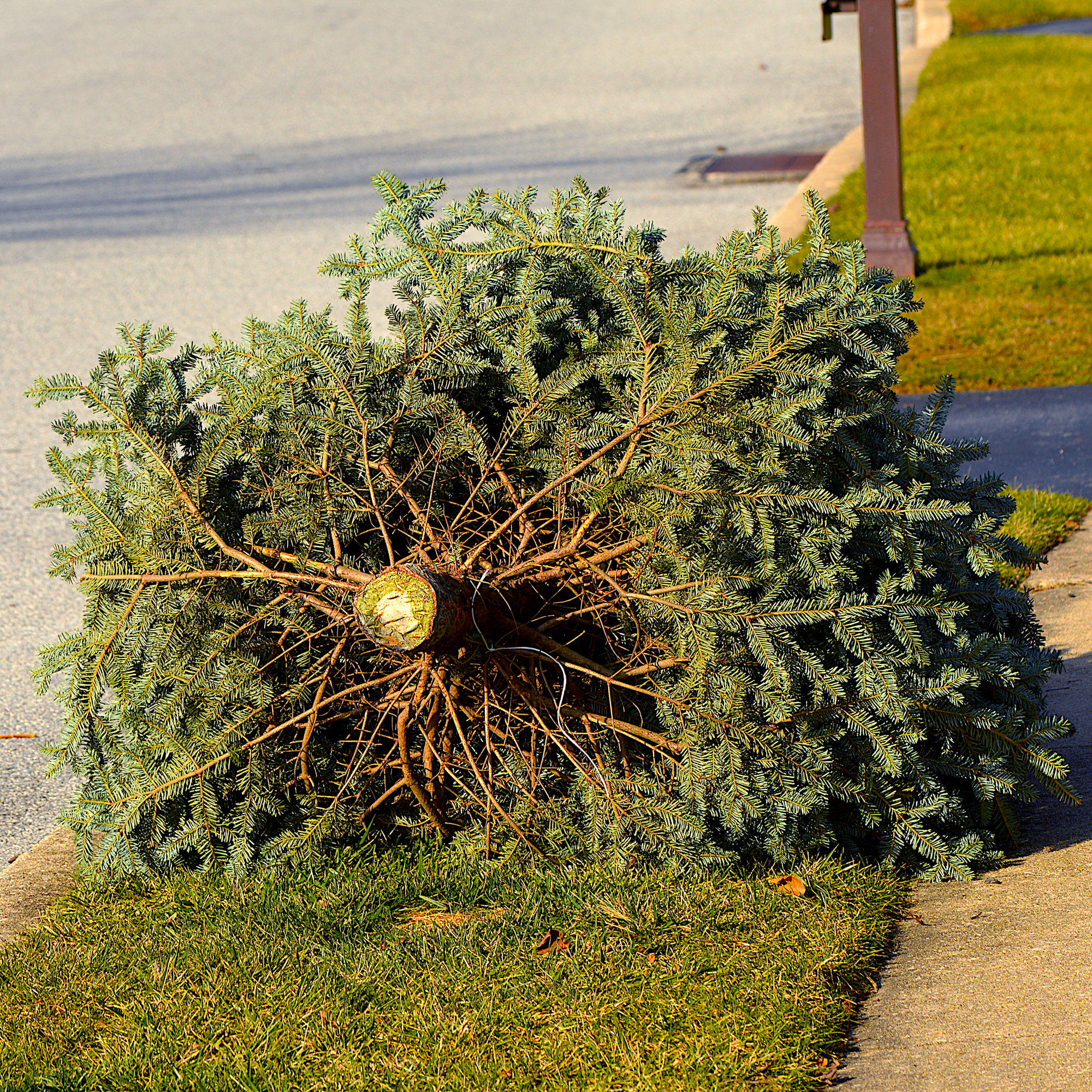 christmas tree on curb 
