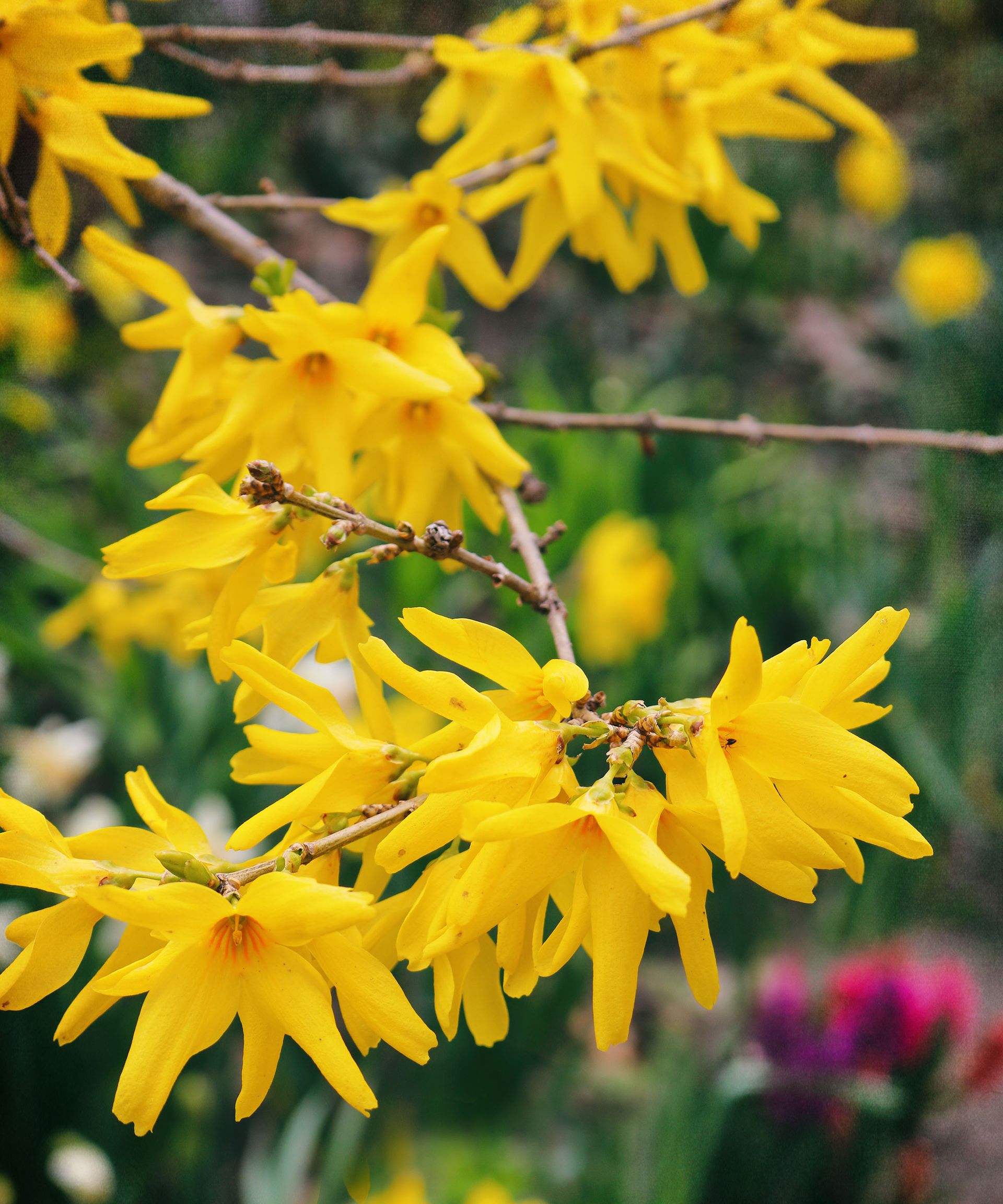 yellow flowers on a forsythia shrub in spring