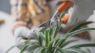 picture of person pruning plant to show how to care for indoor plants properly