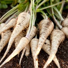 Homegrown parsnips on garden soil