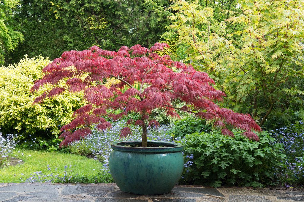 Best trees to grow in pots 15 beautiful compact varieties Homes