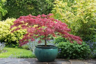 Japanese maple acer in pot in garden