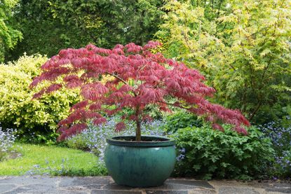 Japanese maple trees – acer in pot in garden