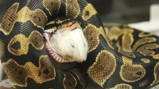 Close-Up Of Ball Python Swallowing Dead Mouse In Zoo.