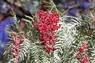 The pinky red berries of the Peruvian pepper tree