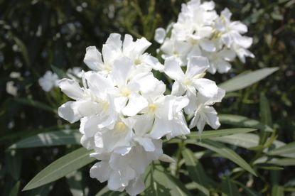 White Flowered Oleander Shrubs
