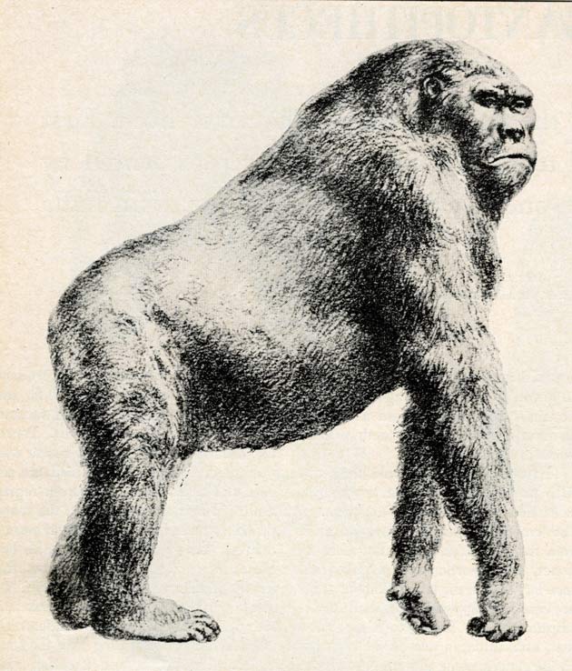 Giant ape