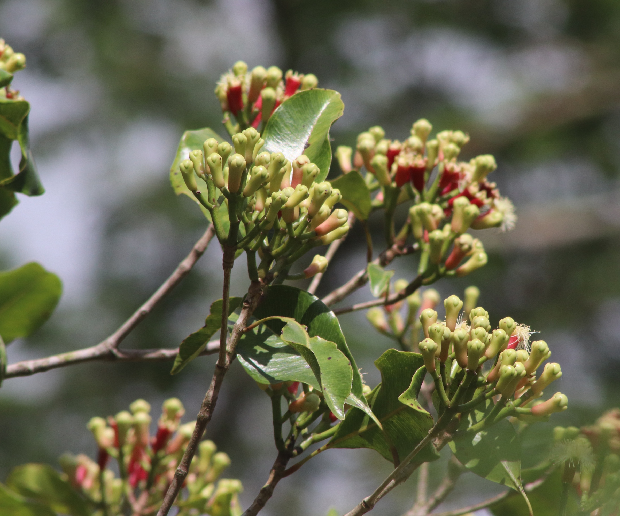 Clove tree with green-red cloves developing and waxy green leaves in summer