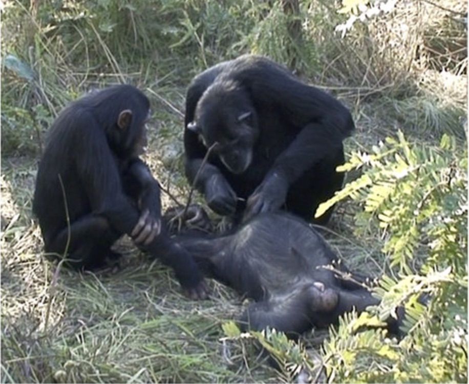 A chimp cleans the teeth of the corpse of another chimpanzee.