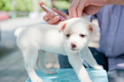 Team thinks that by vaccinating 70 percent of the world's dogs, rabies in humans will disappear