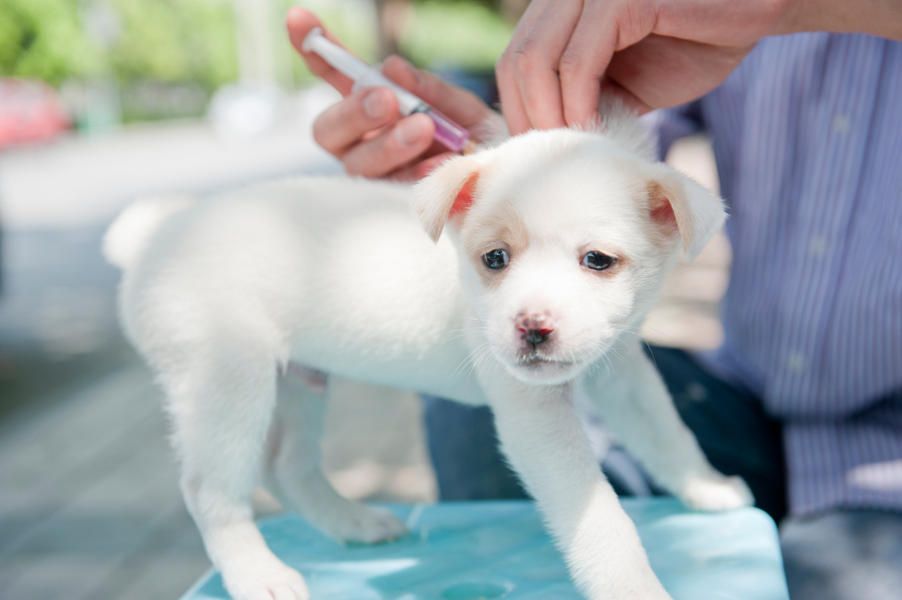 Team thinks that by vaccinating 70 percent of the world&amp;#039;s dogs, rabies in humans will disappear