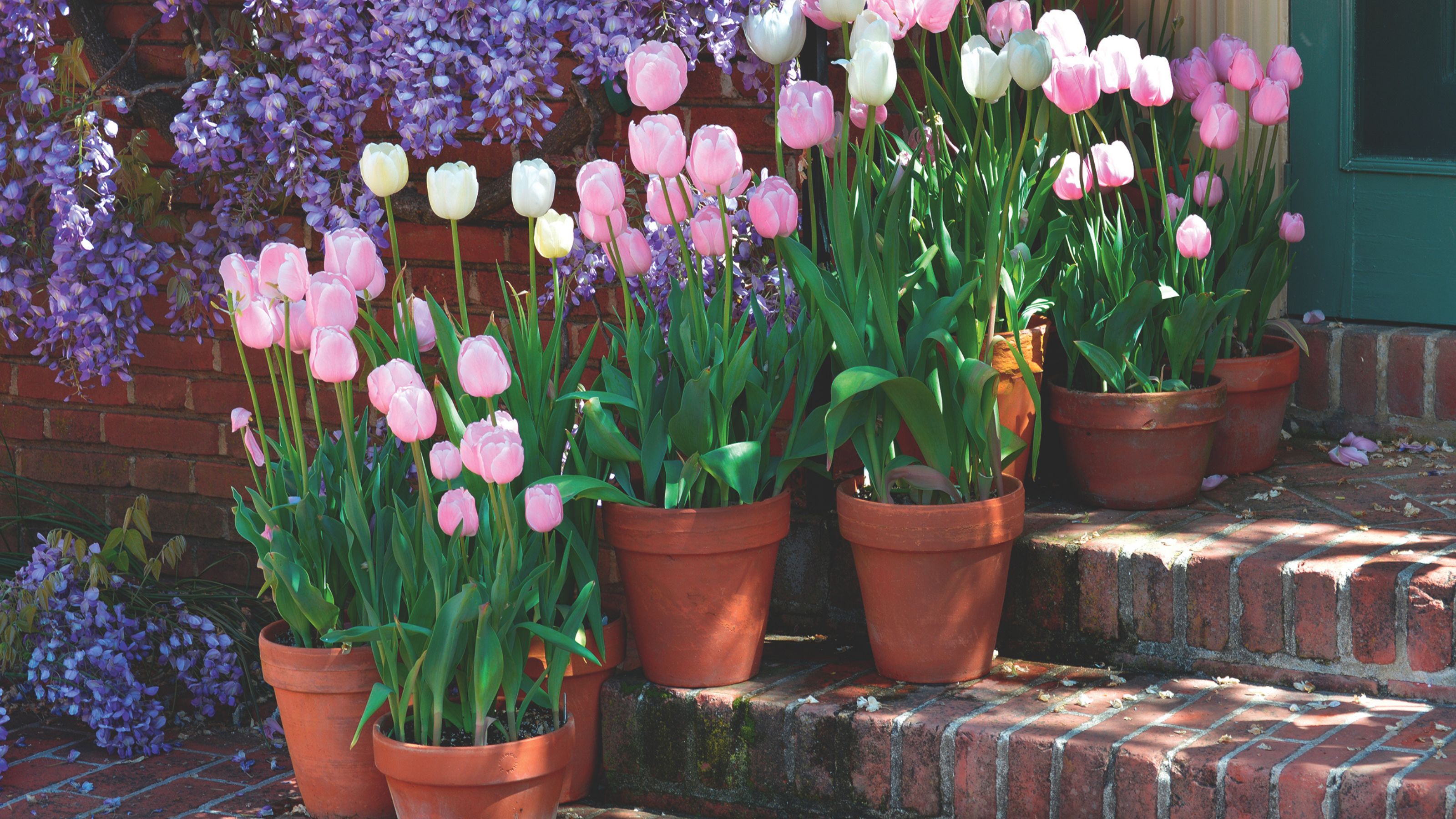 pink tulips in terracotta pots