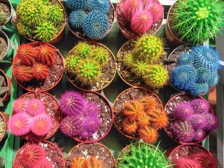 Cacti spray-painted in bright colors