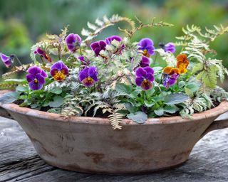 shallow stone bowl planted with pansies