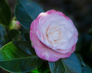 'Desire' camellia