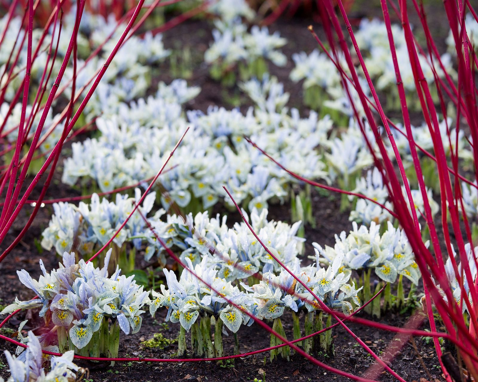 When to prune dogwood trees for year round health and color