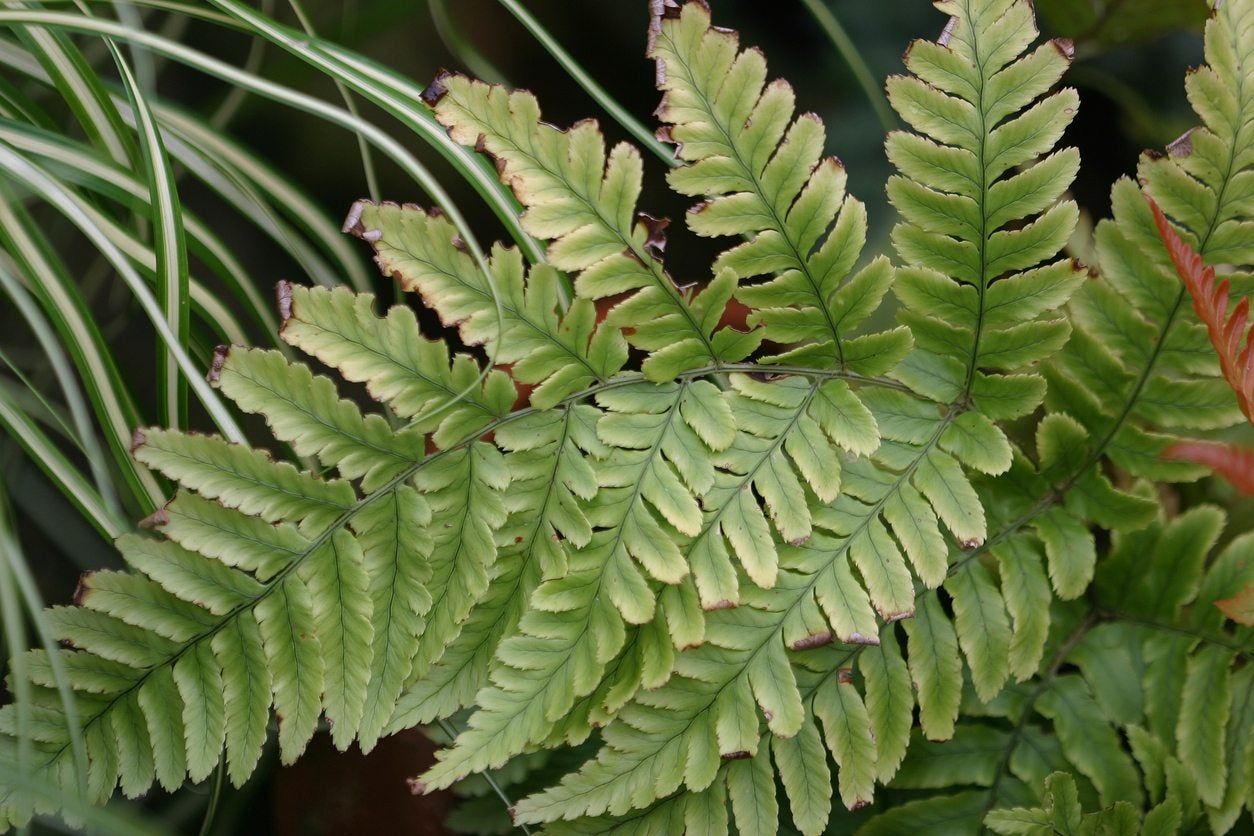 zone 5 fern