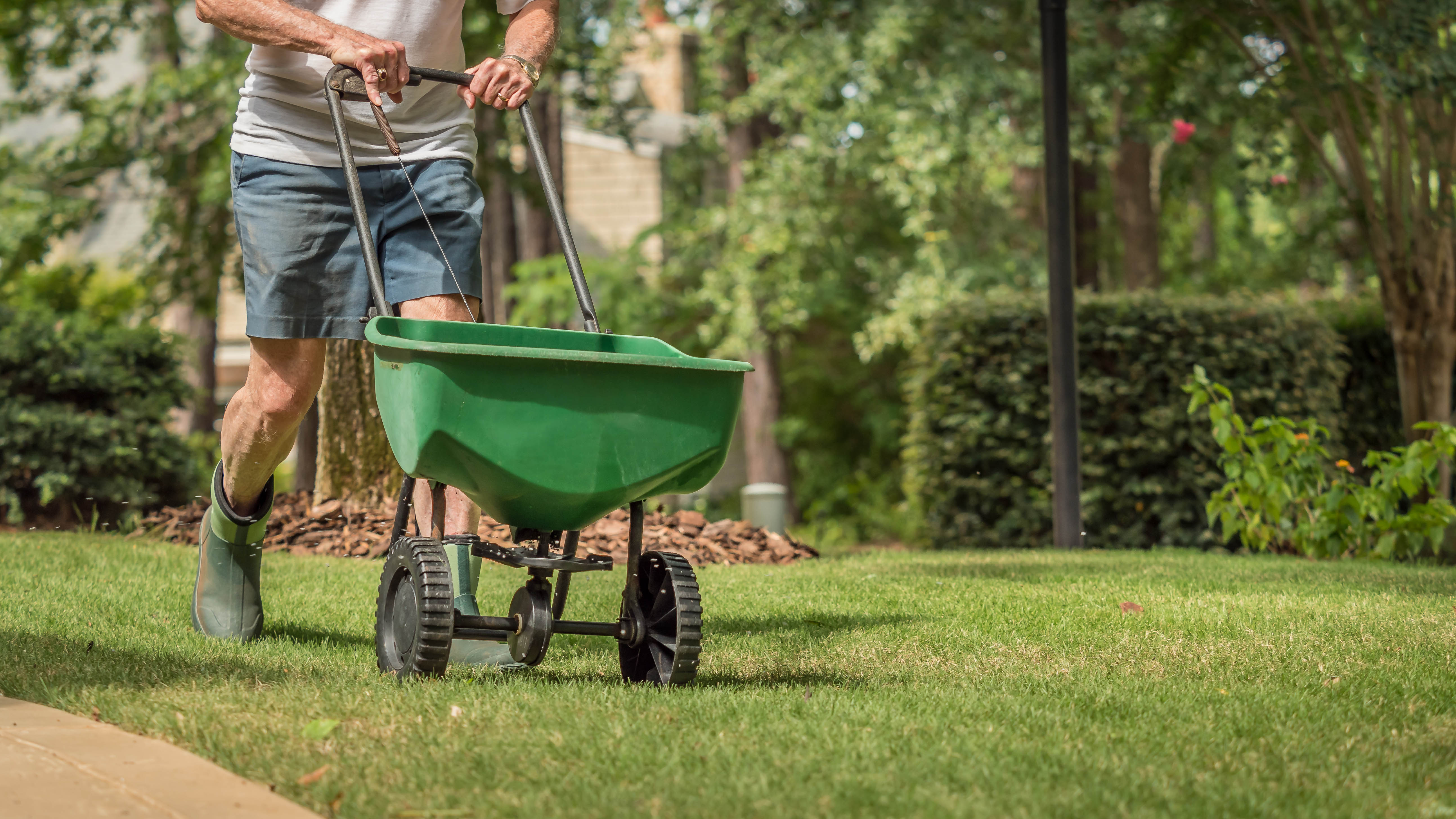 A spreader being used on a lawn by a man