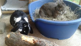 A rabbit digging in a dog bed filled with straw while another chews on a log