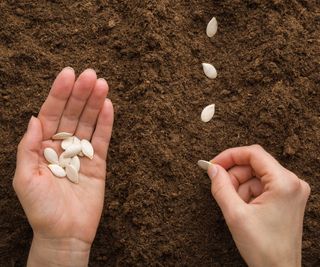 sowing pumpkin seeds