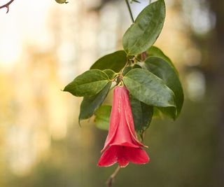 Chilean bellflower with red blooms