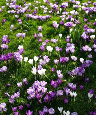 Purple and white crocuses growing through a lawn