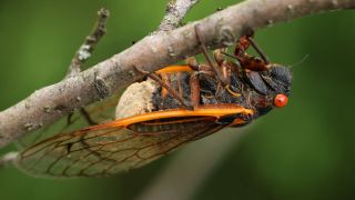 A cicada clinging onto a branch whil a fungus eats away at its abdomen