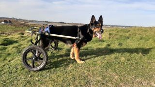 Retired police dog Vinnie