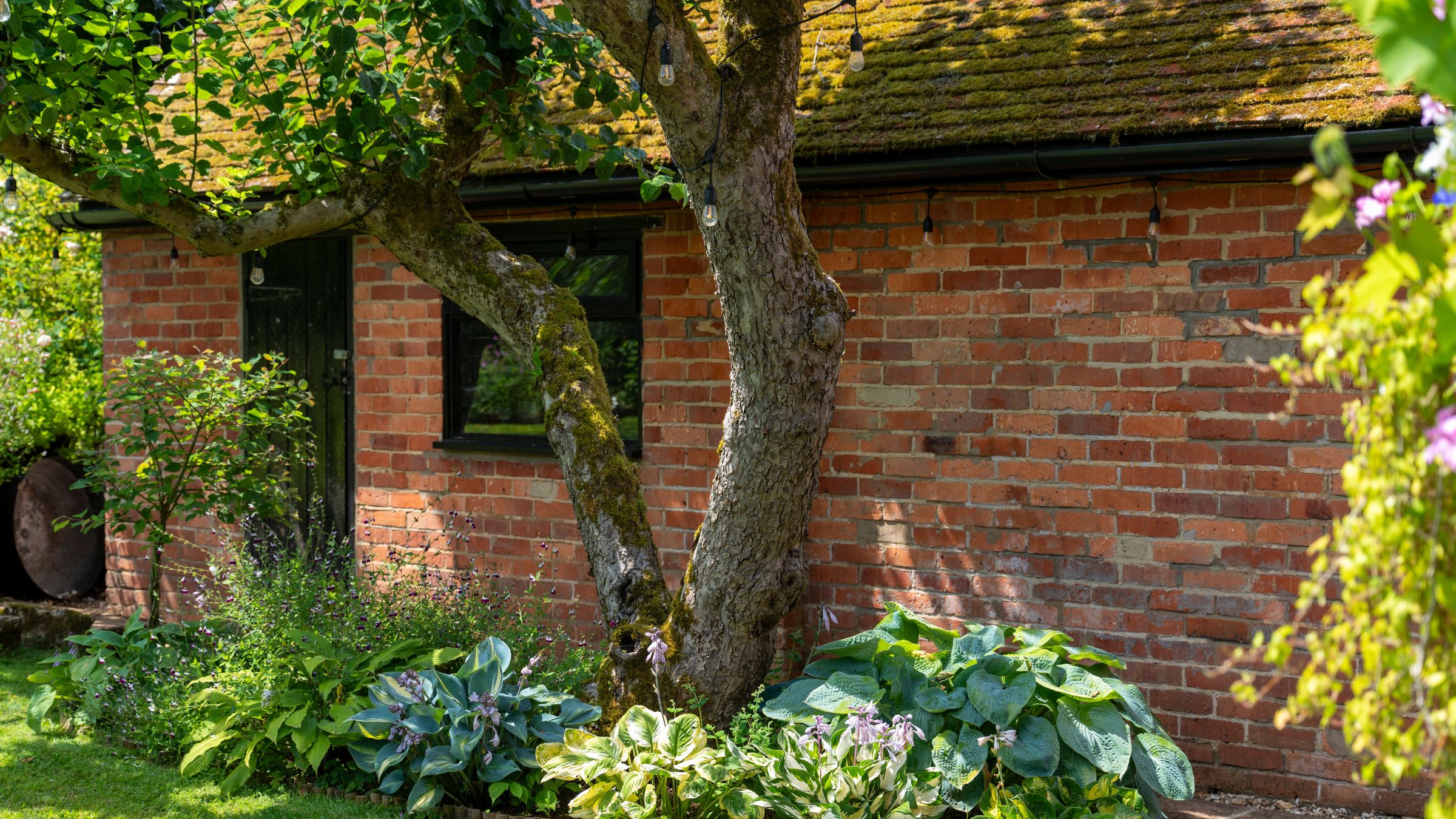 A tree trunk backing onto a brick outbuilding