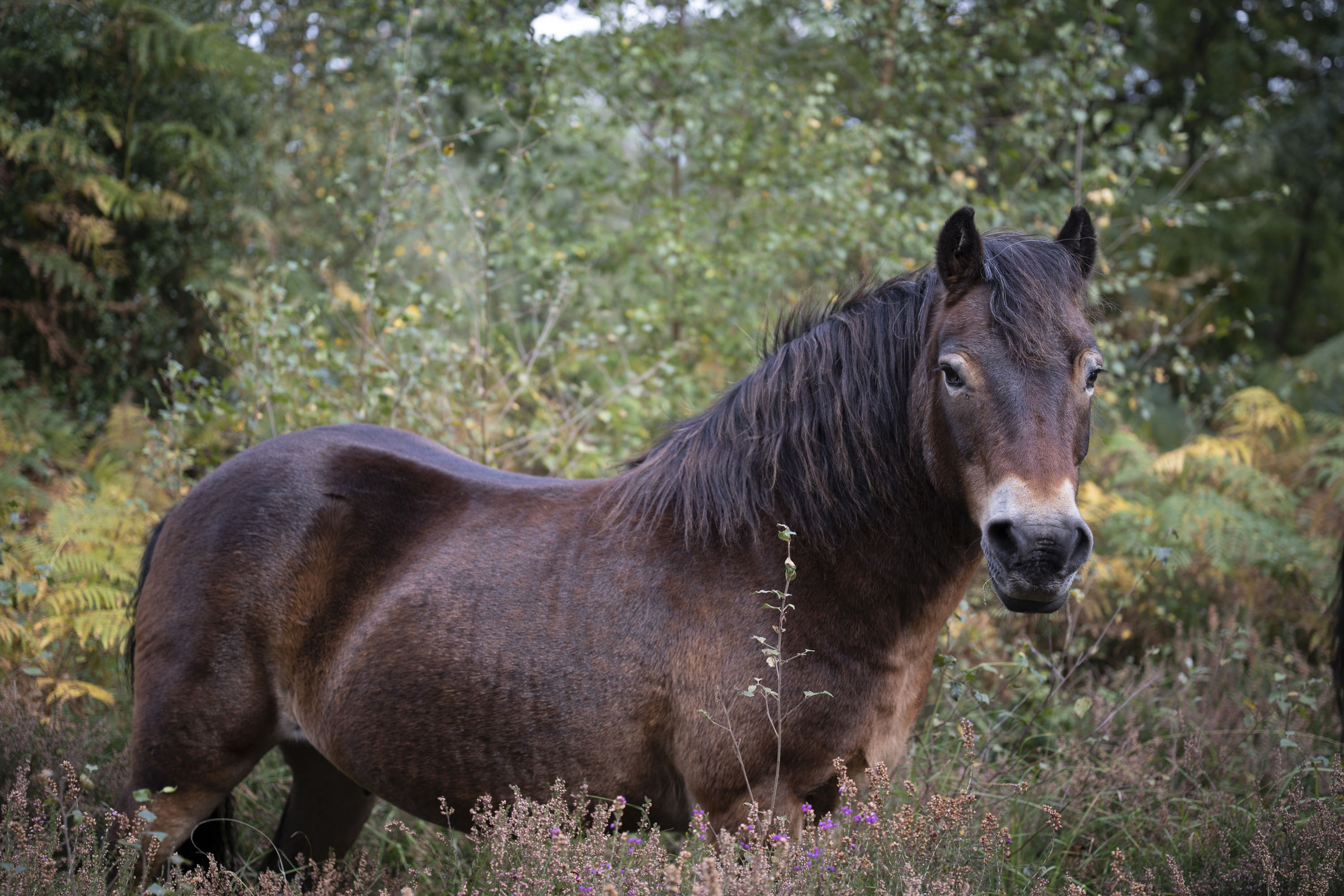 Nikon Z 24-70mm f/2.8 S II sample gallery: wild horse among heather
