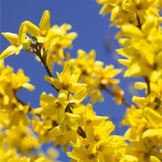 Closeup of yellow forsythia flowers against blue sky background