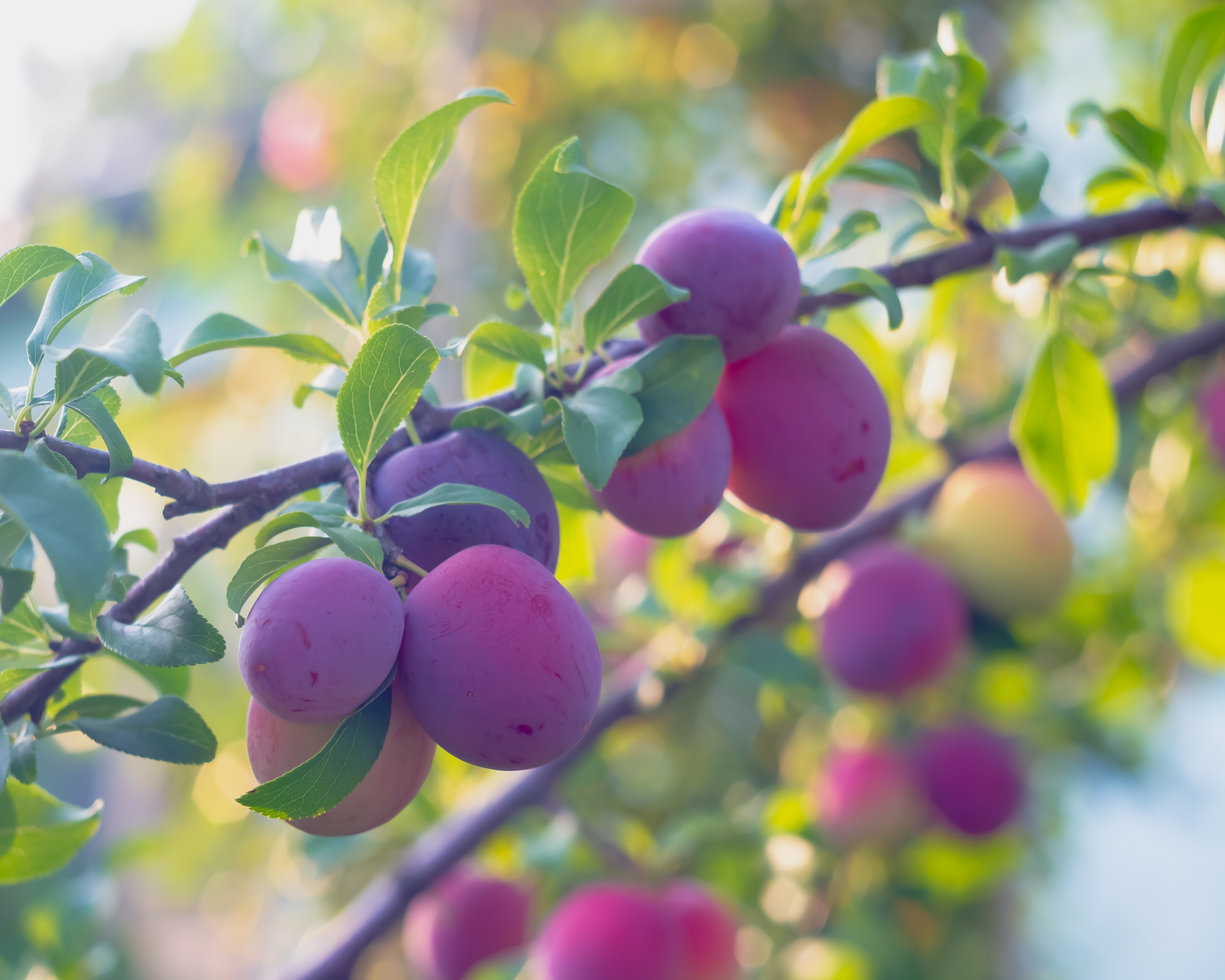 Purple cherry plums ripen on a tree.