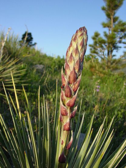 Ladybugs On A Yucca Plant