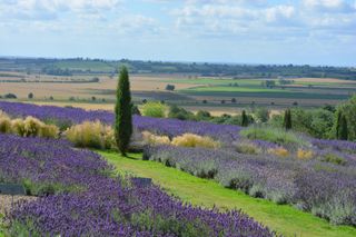 View from The Lavender Farm, Terrington, towards the Vale of York.