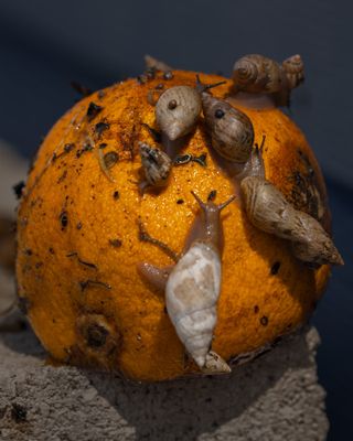 Slugs and snails crawling on a rotting orange