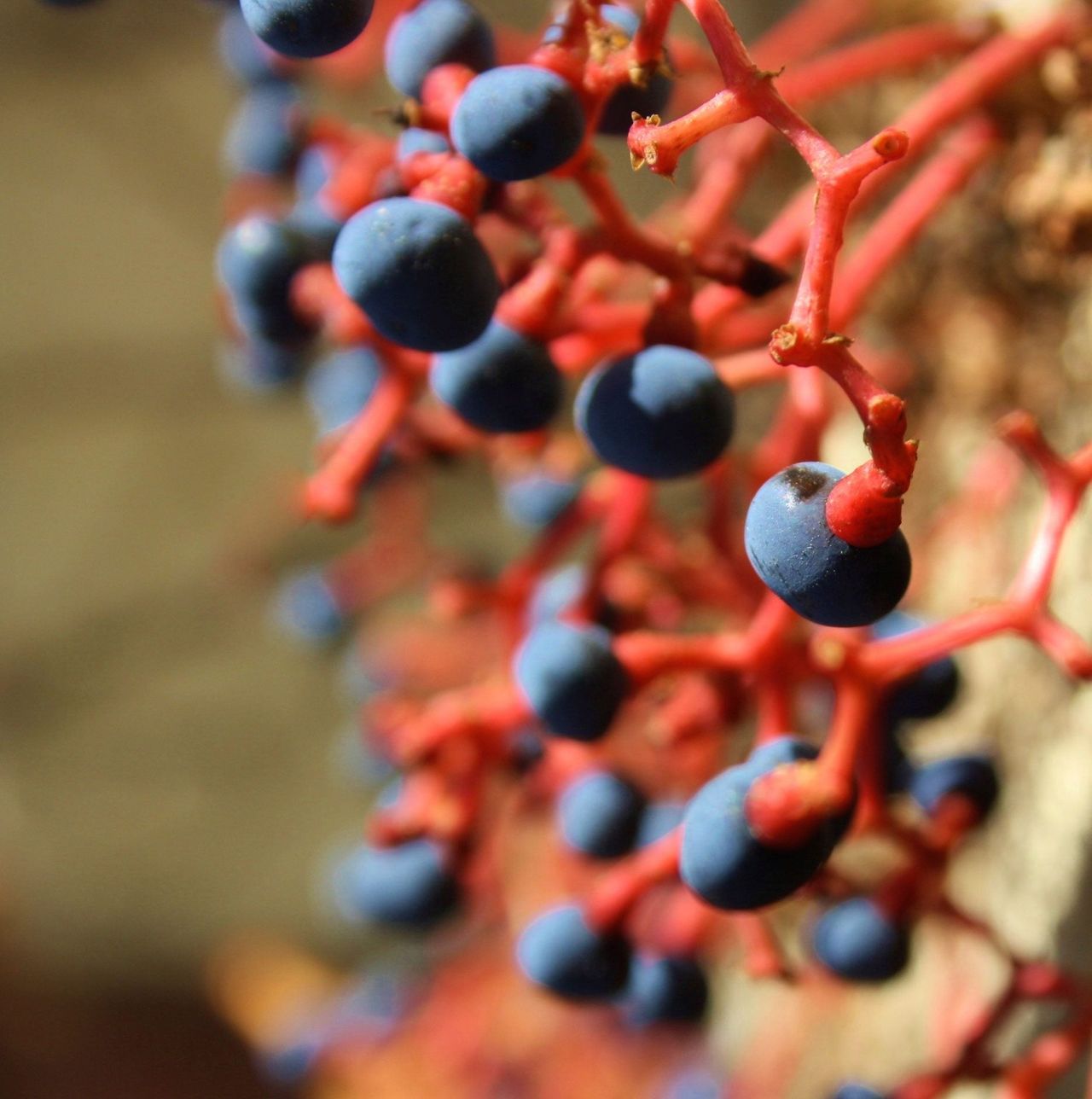 Boston Ivy With Full Blue Berries