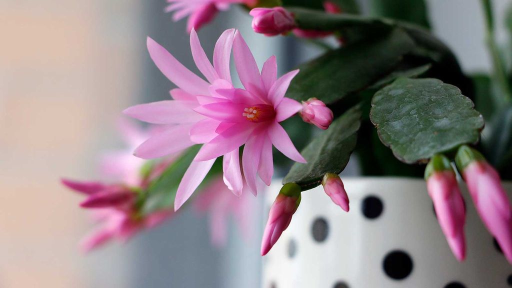 Why is my cactus turning brown? Reasons and solutions | Homes and Gardens