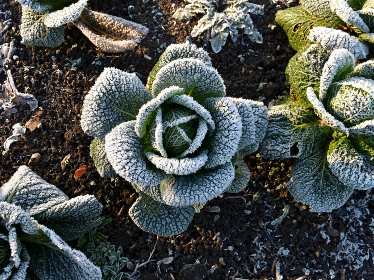 Overhead view of growing green cabbages covered in frost