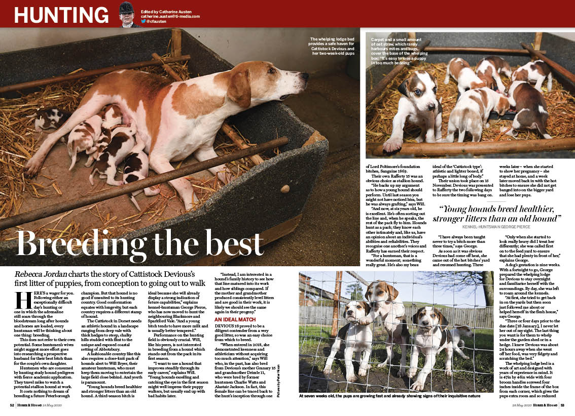 HT 3p hound puppy diary