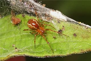 Social spider species